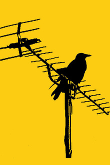 BIRDPEN + GUEST