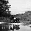 Bantam Lyons