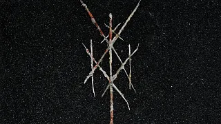 Wiegedood