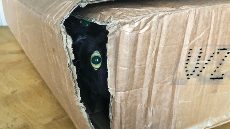 Hey Stranger! — V/Z live, Catherine Danger live, Elvira