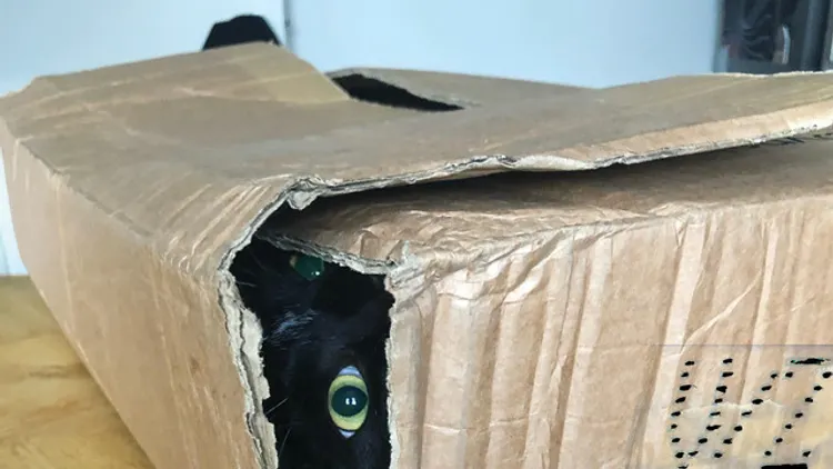 Hey Stranger! — V/Z live, Catherine Danger live, Elvira