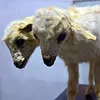 Biberon